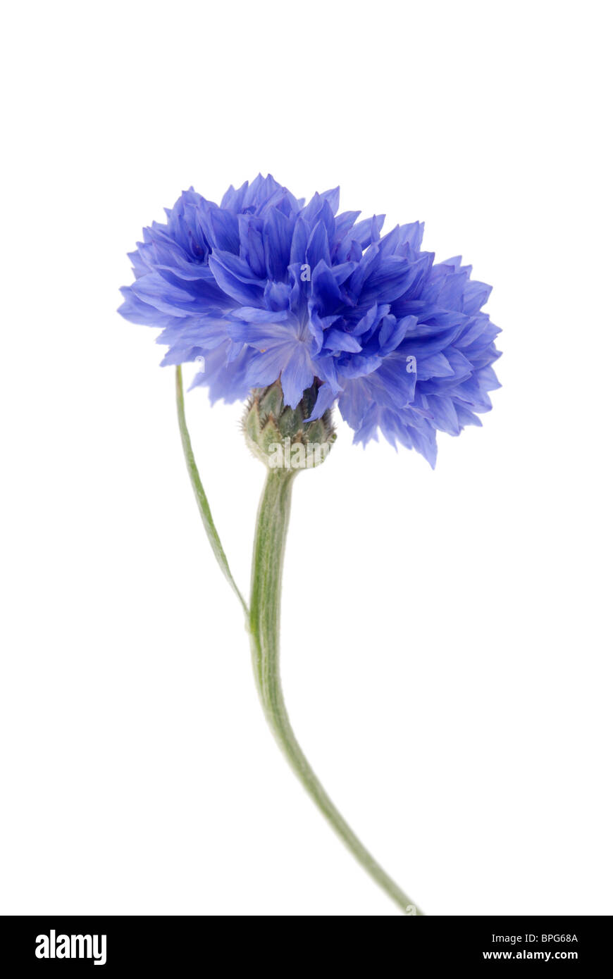 Cornflower Stock Photo