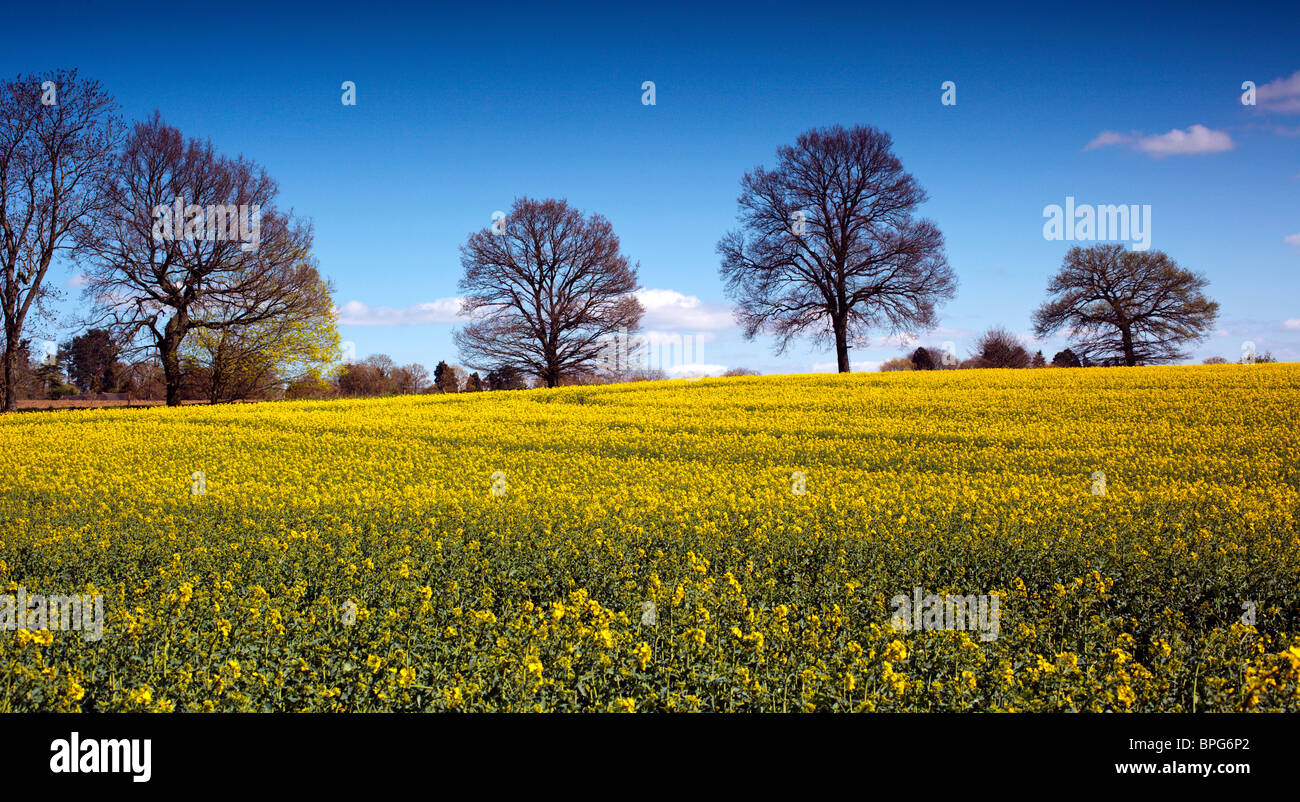 Oil Seed Rape Field in the Chiltern Hills Oxfordshire England UK Stock ...
