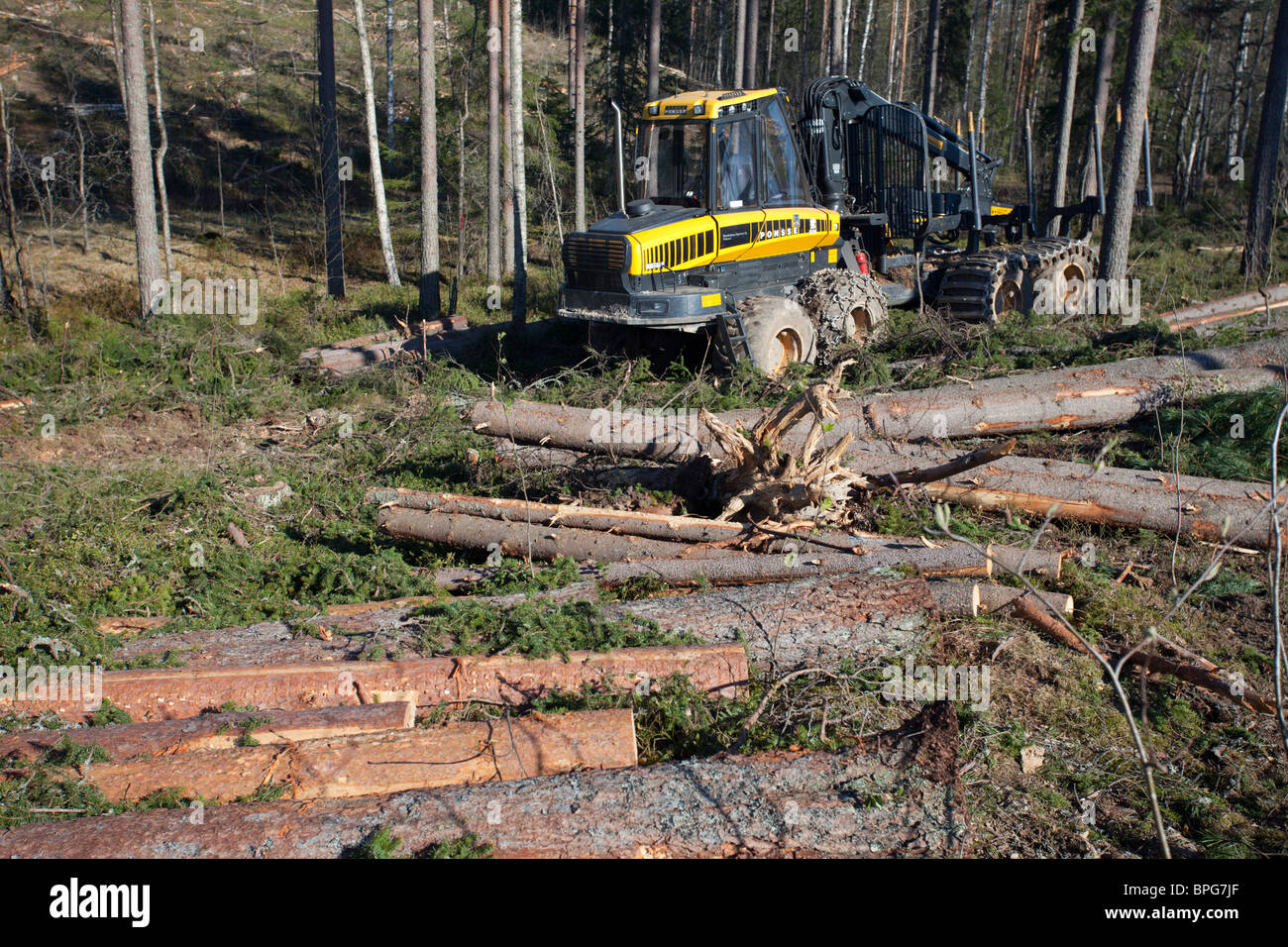 Ponsse Buffalo forwarder forestry vehicle at clear-cutting area and felled spruce logs ( picea abies , fir ) at taiga forest , Finland Stock Photo