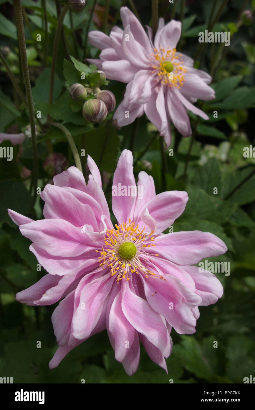 Two beautiful pink Lady Gilmour double Japanese Anemone flowers Stock Photo