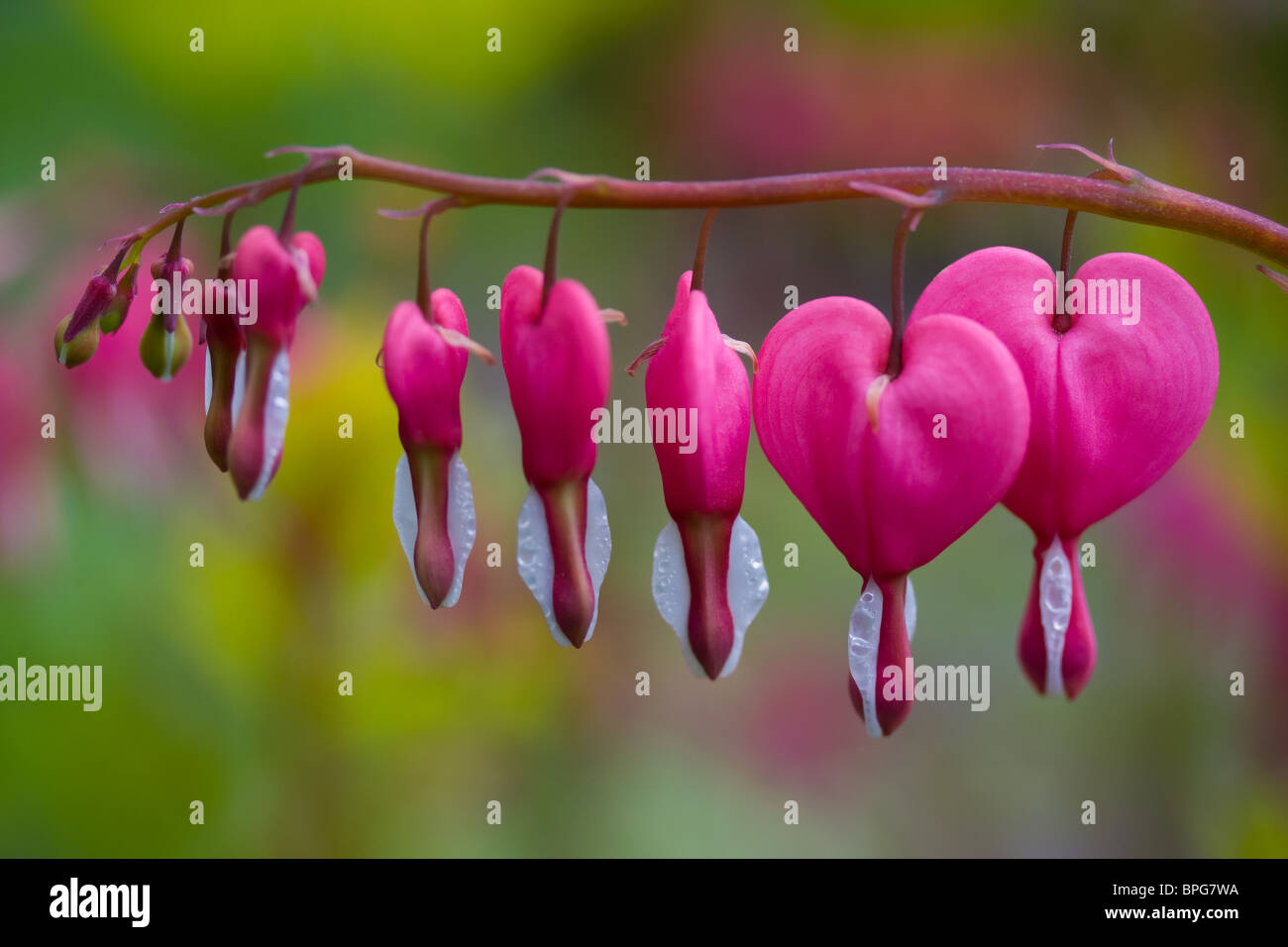 Dicentra spectabilis in bloom Stock Photo Alamy