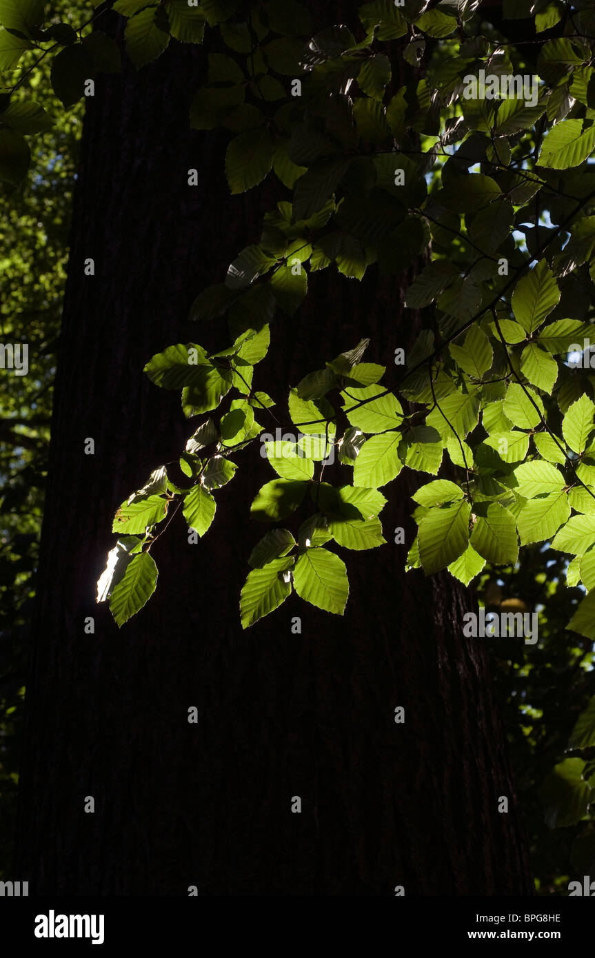 leaves backlit,leaves backlit,chestnut tree, nature, background, brown, natural Stock Photo