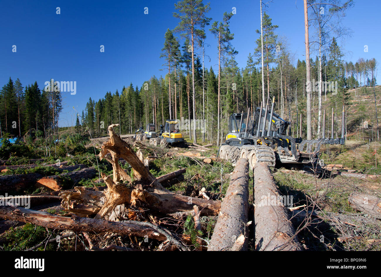 Ponsse Buffalo forwarder forestry vehicle at clear-cutting area and felled spruce logs ( picea abies , fir ) at taiga forest , Finland Stock Photo