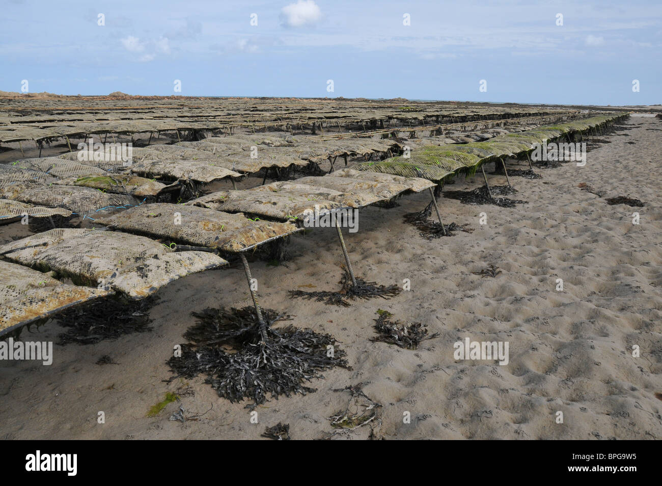 Oyster beds, Royal Bay of Grouville, Jersey Stock Photo