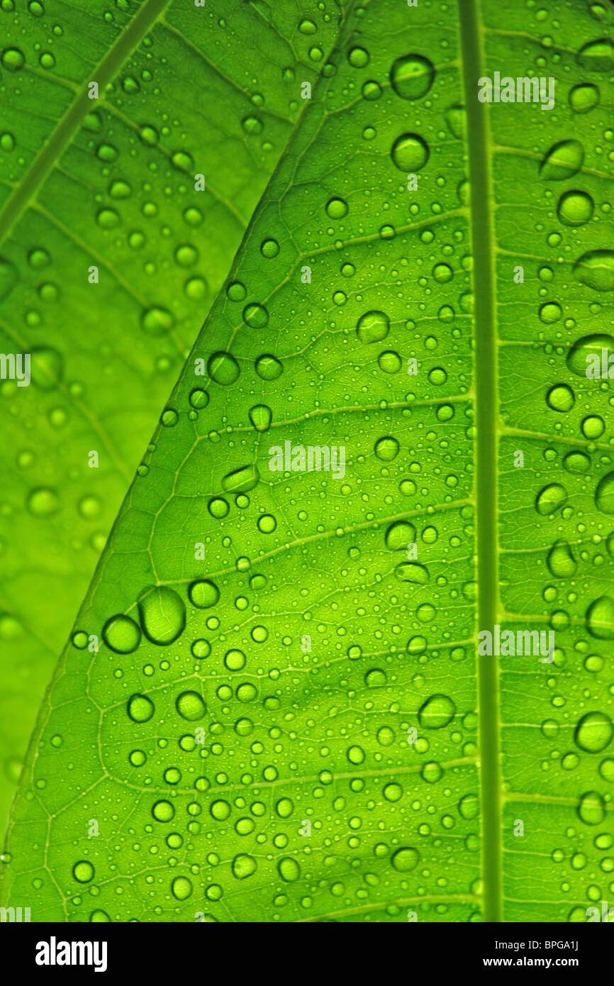 Green leaves macro water hi-res stock photography and images - Alamy