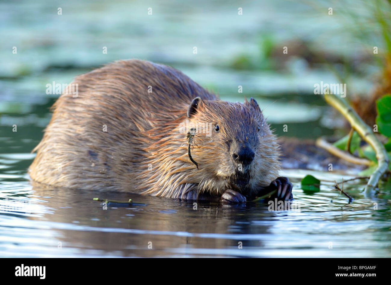 A beaver with a dragonfly on his face Stock Photo