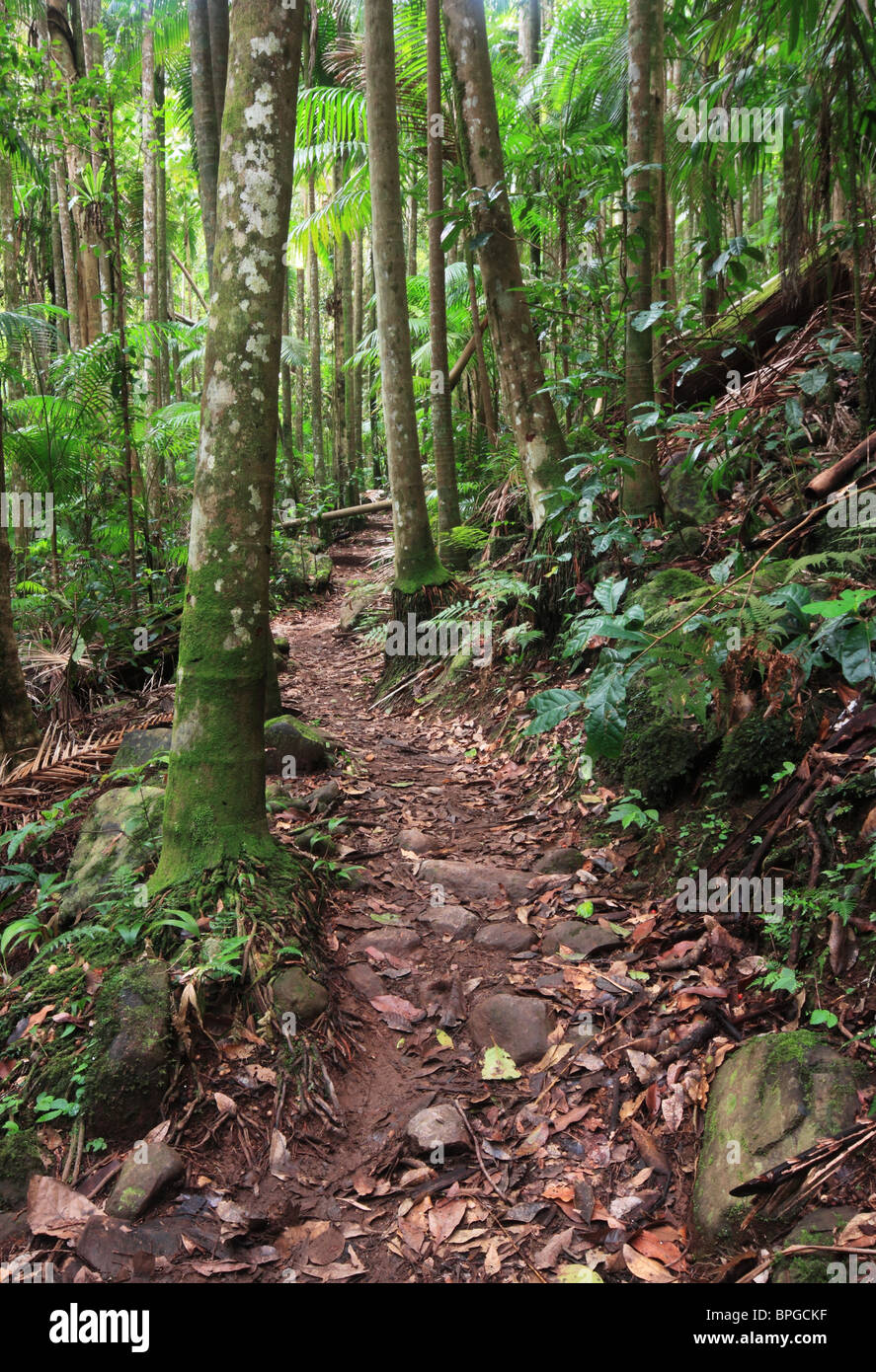 A walking track winds through Bangalow Palms and subtropical rainforest, northern NSW, Australia. Stock Photo