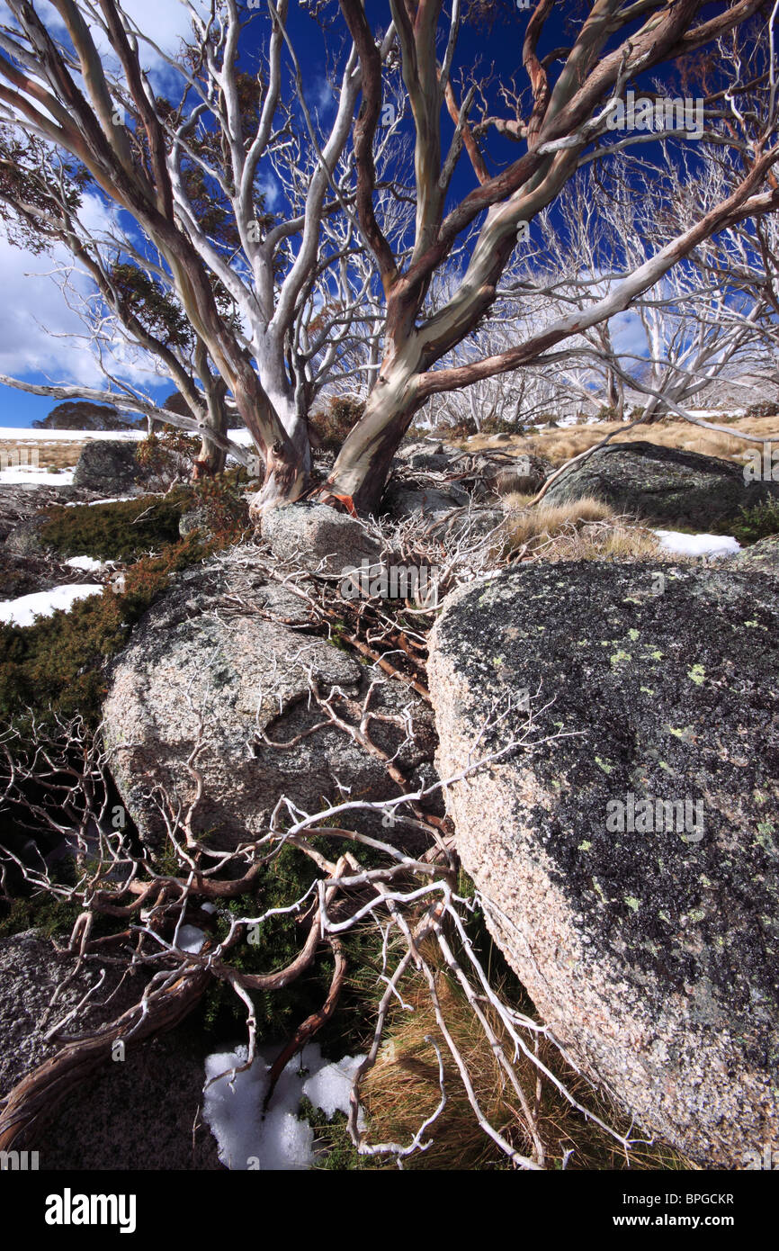 Australian alpine scene at Perisher Valley Stock Photo - Alamy