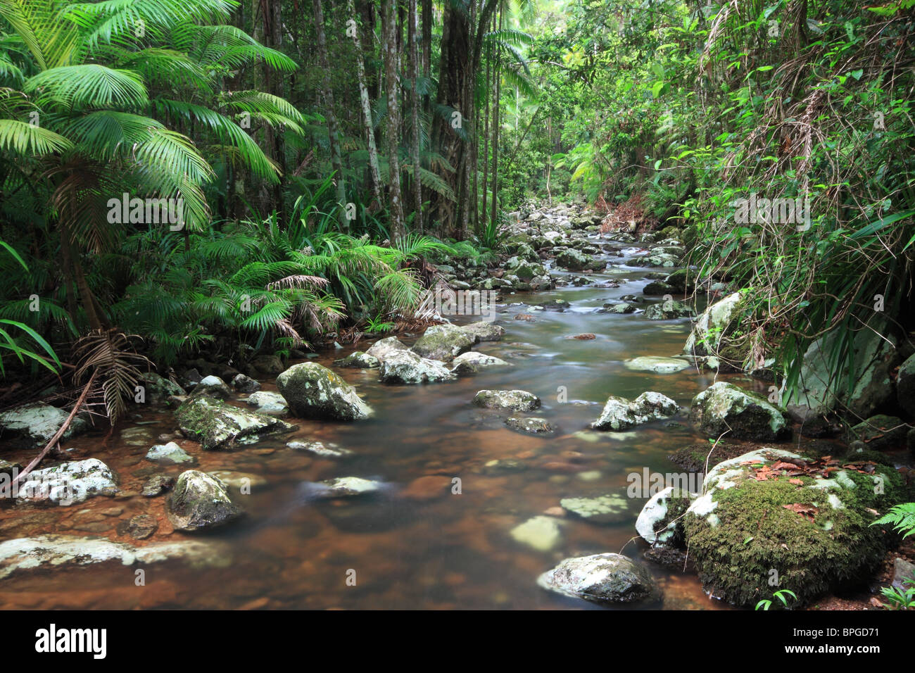 Subtropical rainforest hires stock photography and images Alamy
