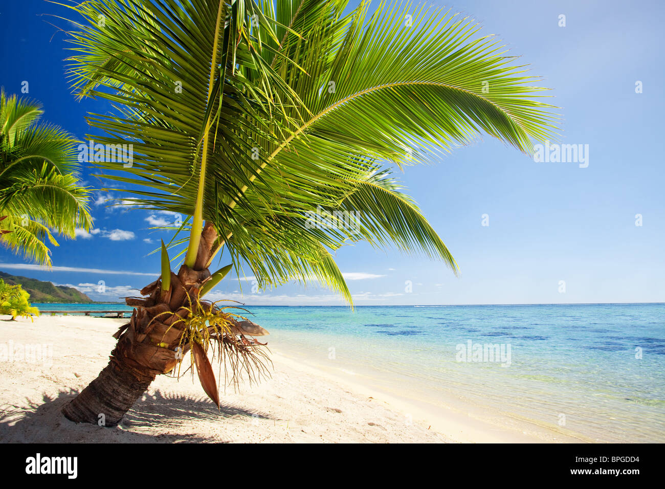 Small palm tree hanging over stunning blue lagoon Stock Photo