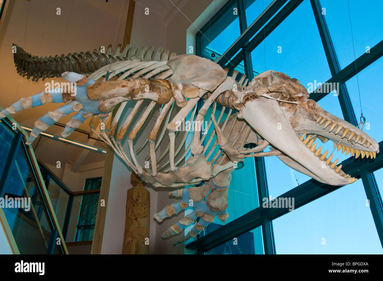 Orca skeleton, Ilanka Cultural Center, Cordova, Alaska. Stock Photo