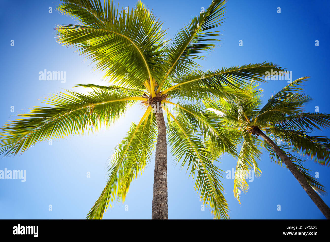 Close up of palm trees agains sunny blue sky Stock Photo - Alamy