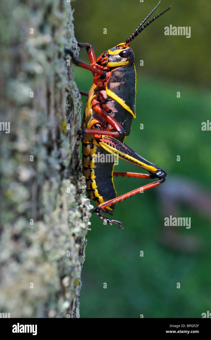 Macro of Eastern Lubber grasshopper (guttata lubber Romalea Stock Photo ...