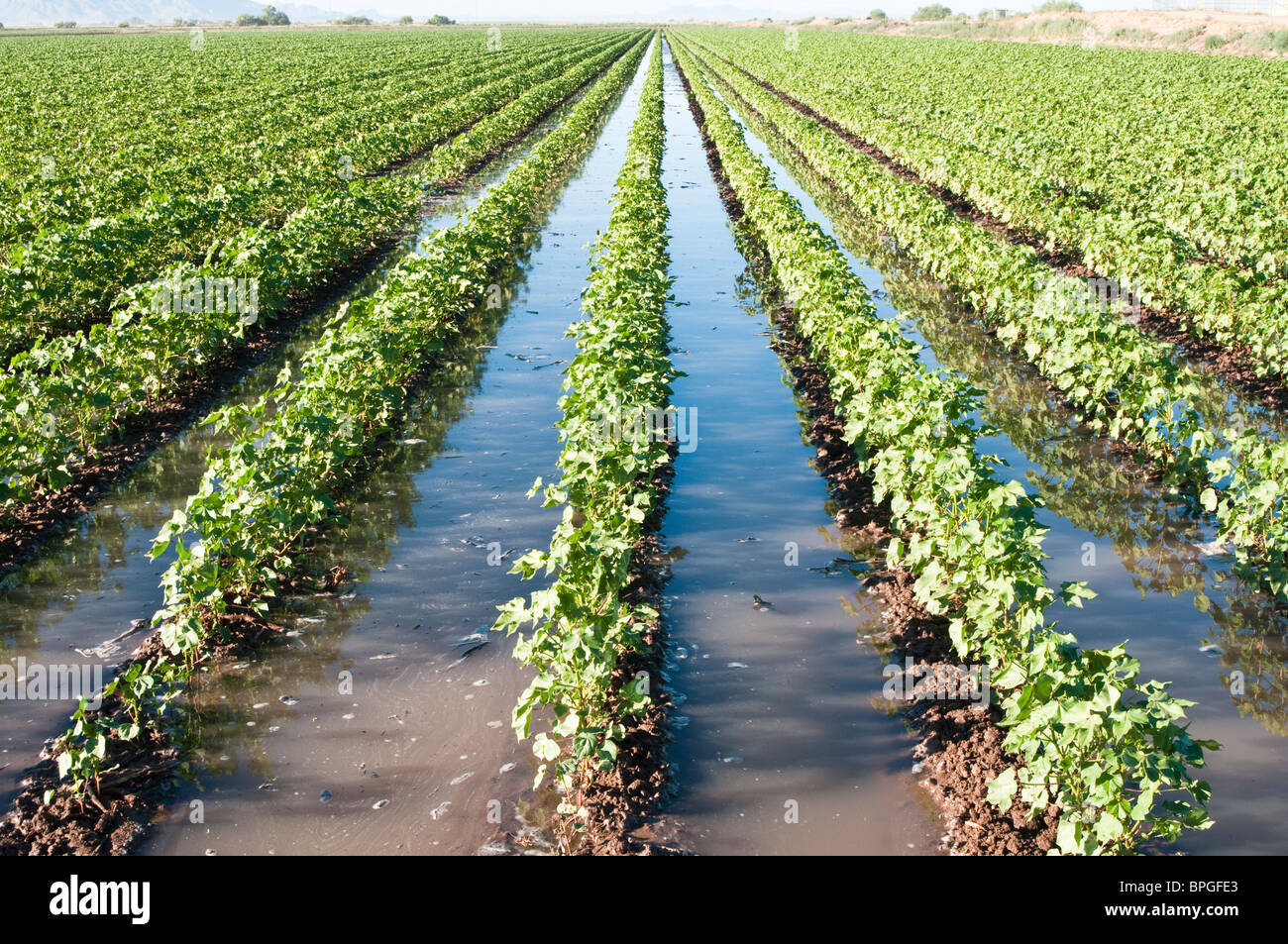 A cotton field is flooded to irrigate the young plants. Stock Photo