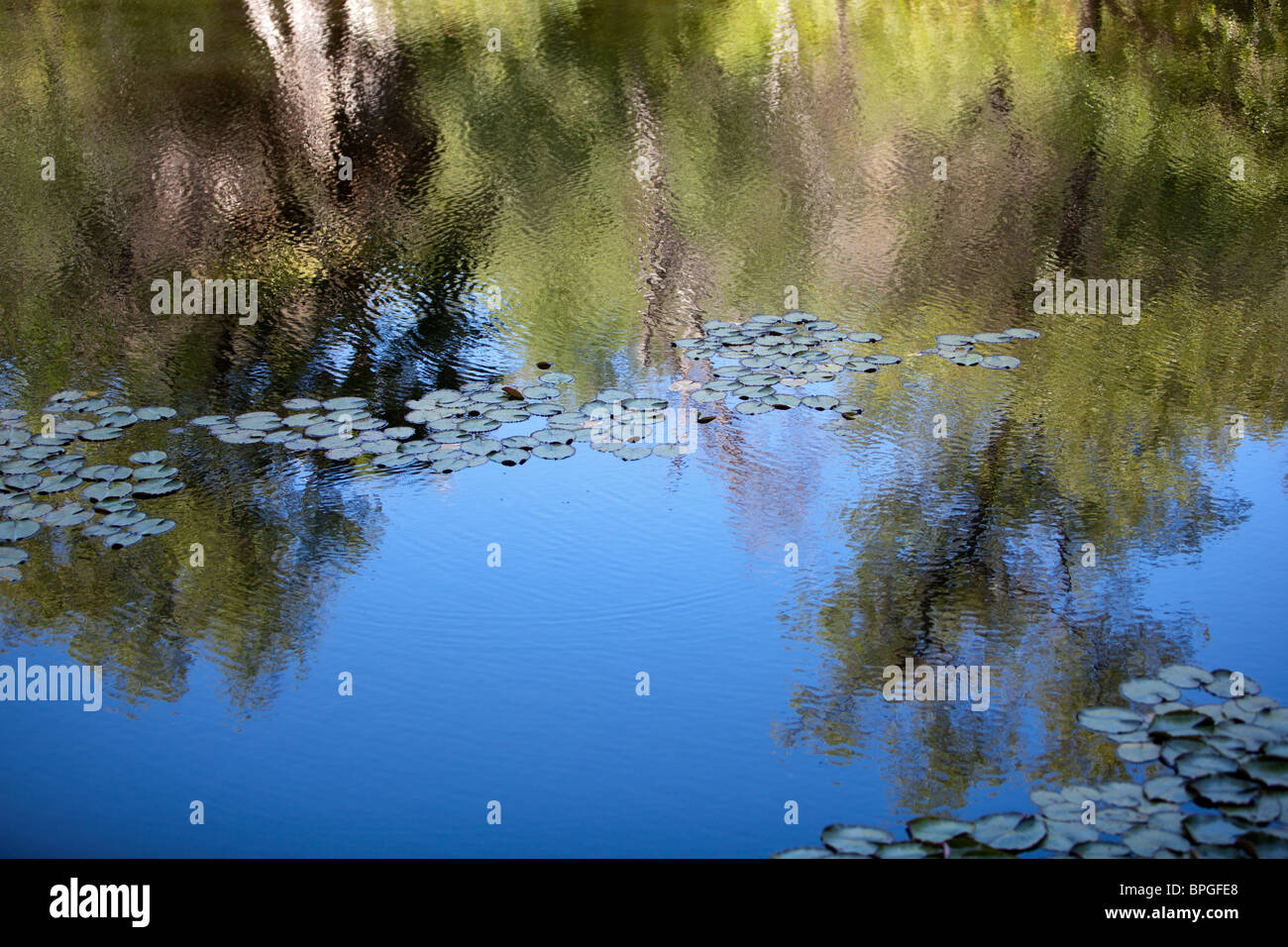 Lily trees hi-res stock photography and images - Alamy