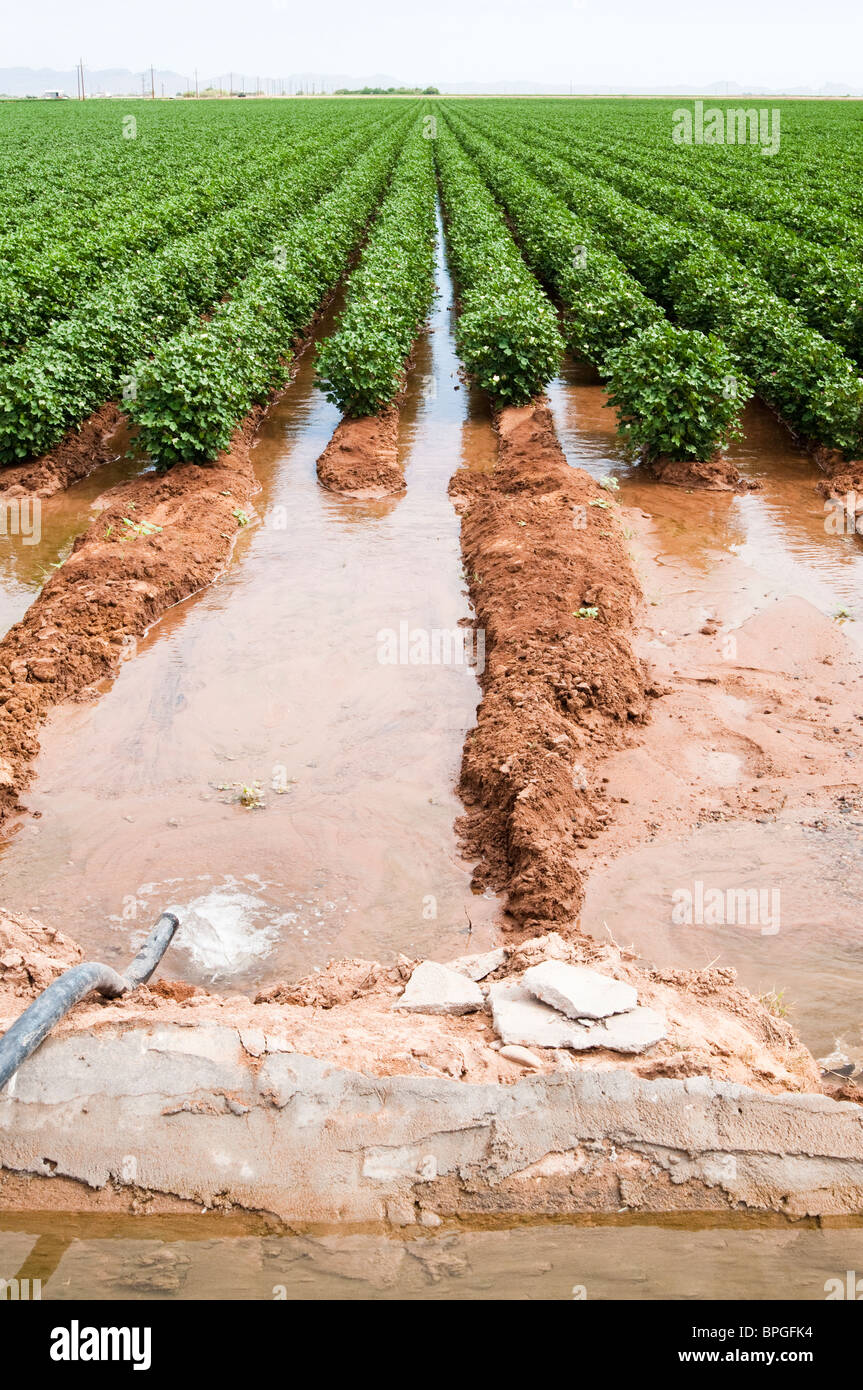 Water is siphoned from an irrigation canal to flood a cotton field in Arizona. Stock Photo