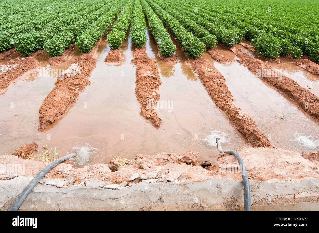 Water is siphoned from an irrigation canal to flood a cotton field in Arizona. Stock Photo