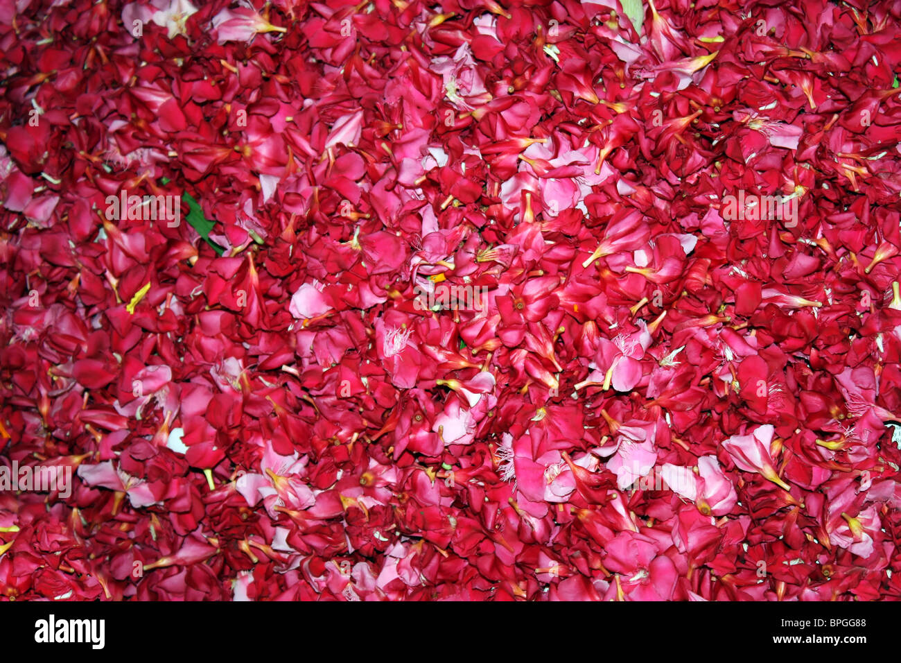group of pinched flower petals of red rose flower ornamental Stock Photo