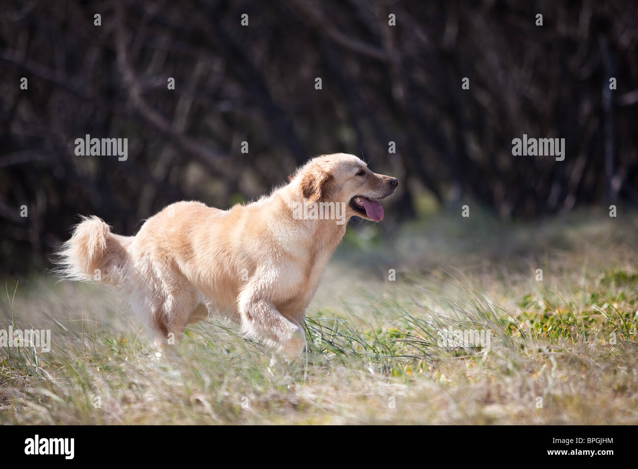Golden retriever happily running in the tall grass Stock Photo - Alamy