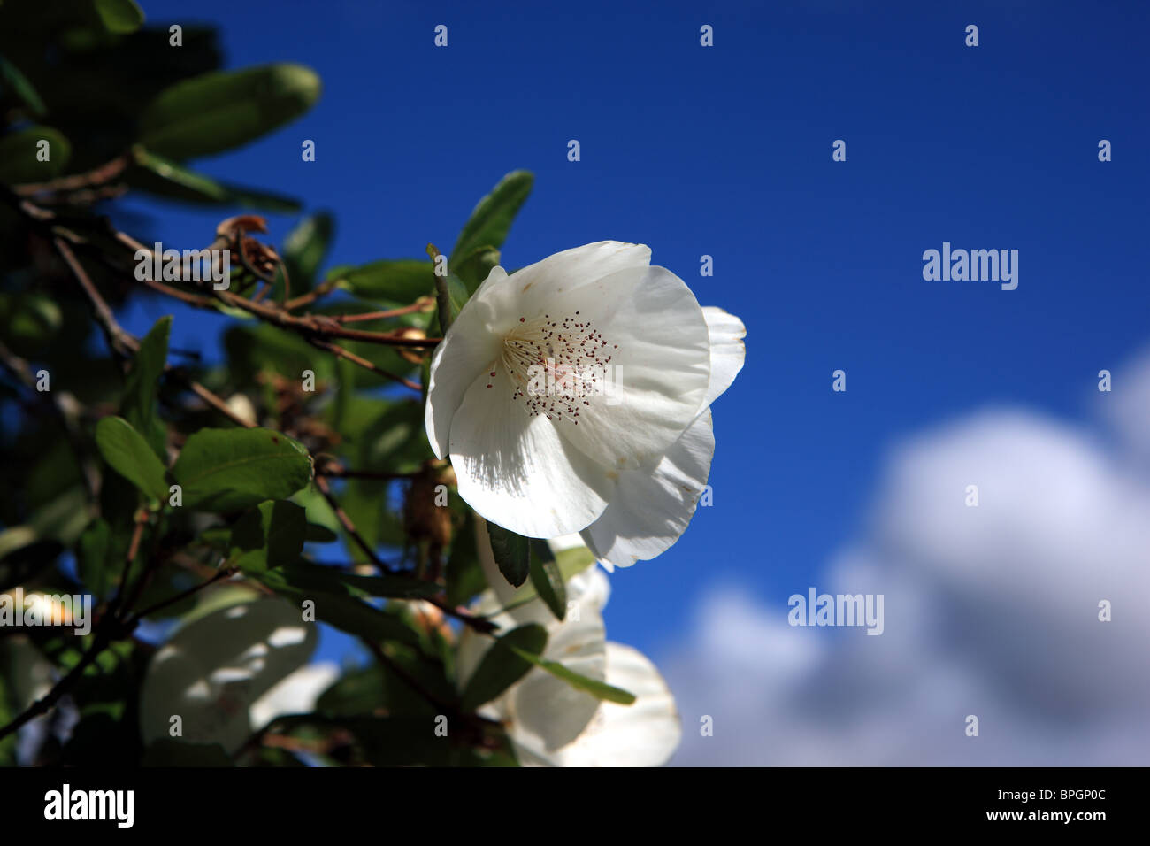 White flowers on a tree in late summer Stock Photo