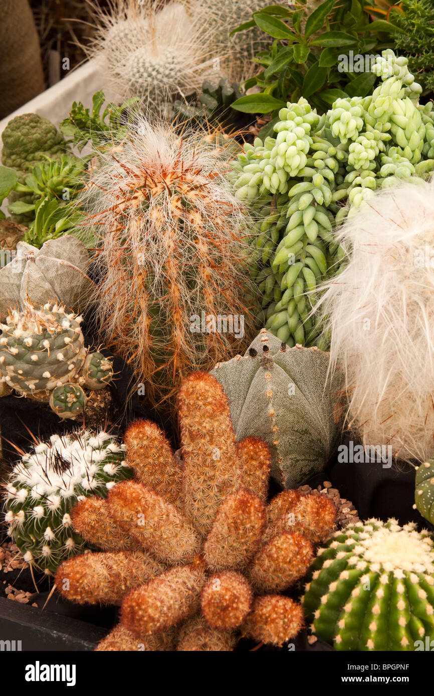 UK, England, Merseyside, Southport Flower Show, prize winning cacti exhibit Stock Photo