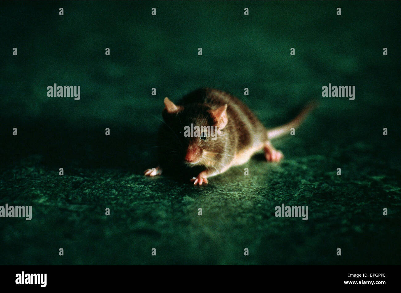 Mr Jingles The Mouse The Green Mile 1999 Stock Photo Alamy