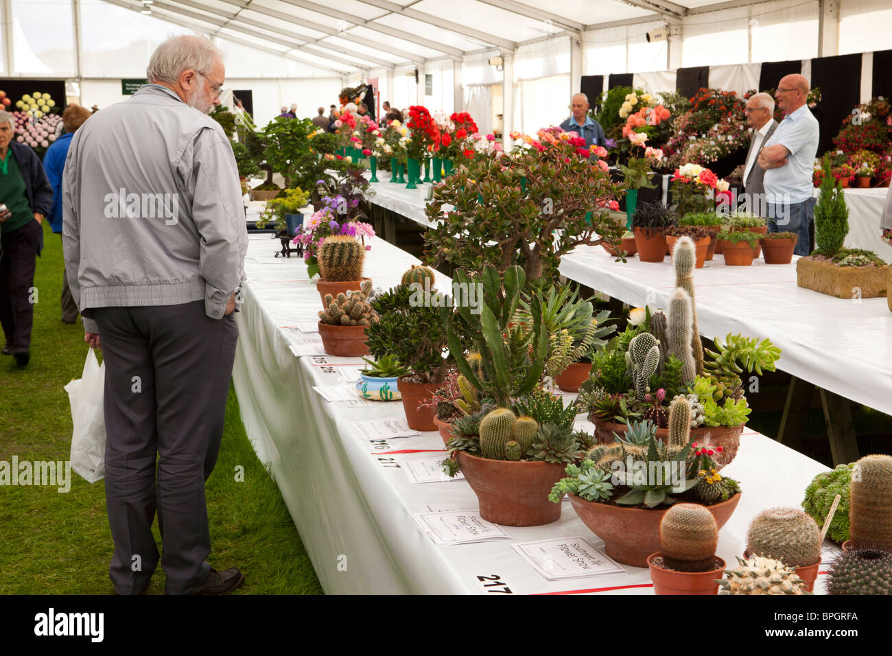 UK, England, Merseyside, Southport Flower Show, visitor looking at cacti competition entries Stock Photo