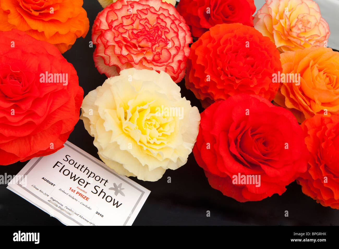 UK, England, Merseyside, Southport Flower Show, first prize winning exhibit of 12 cut begonia blooms Stock Photo