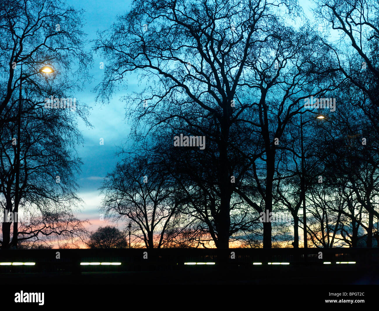 London England London Embankment Trees At Sunset Stock Photo