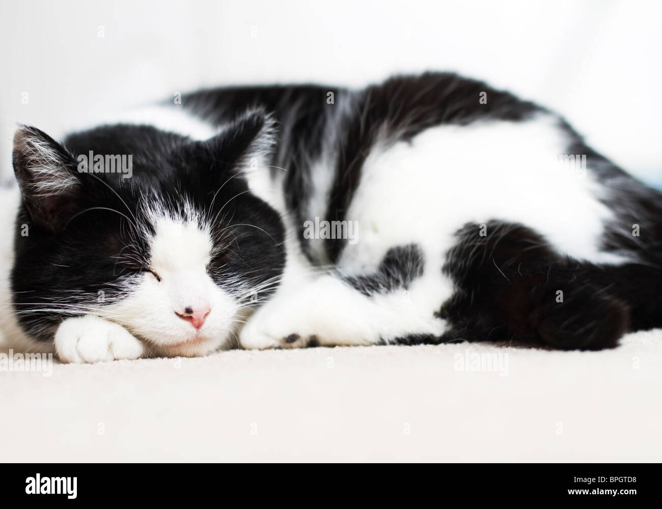 A sleepy, yet watchful cat Stock Photo