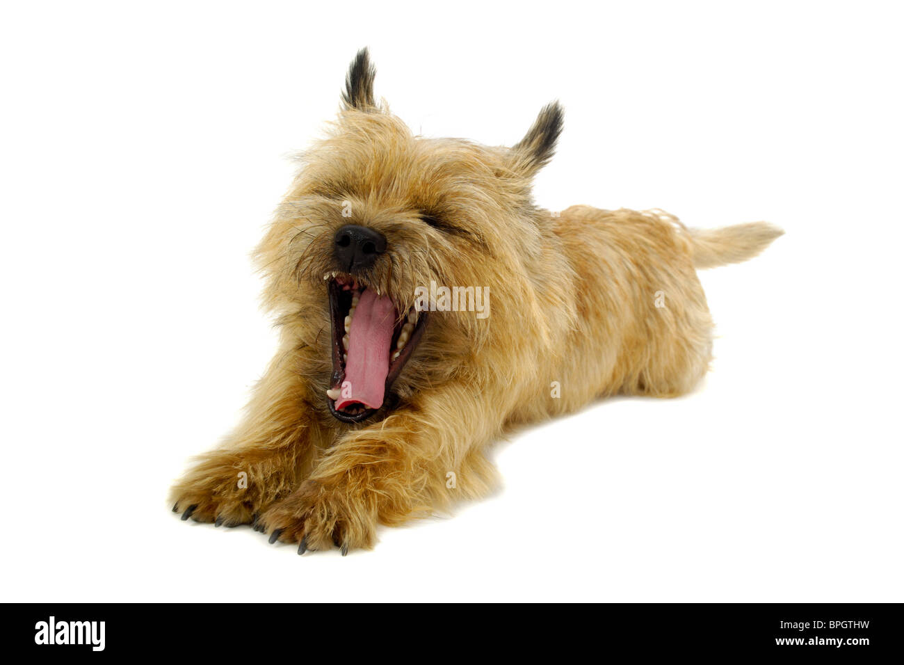 Sweet puppy dog is resting on a white background. The breed of the dog is a Cairn Terrier. Stock Photo