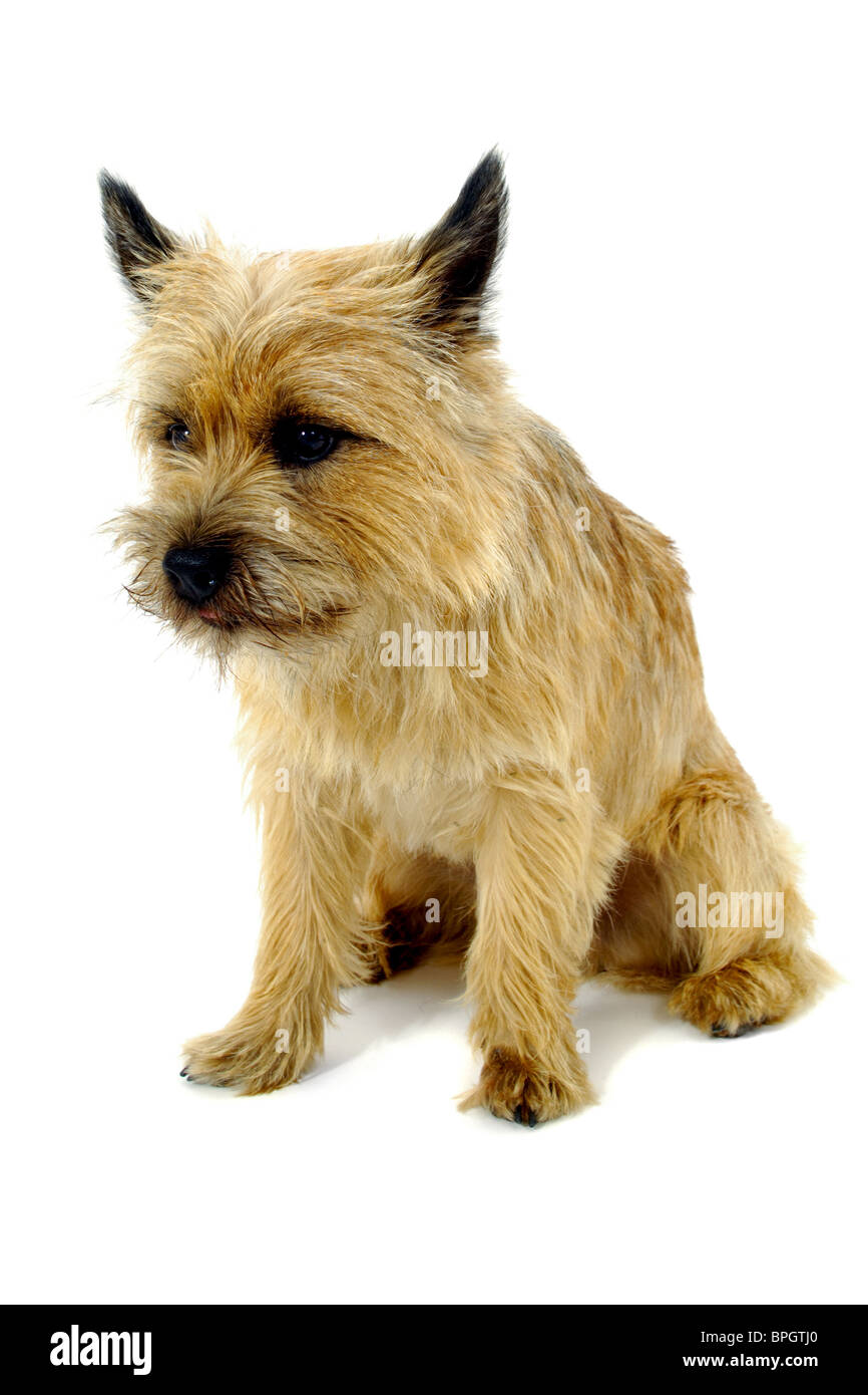 Sweet sad dog is sitting on a white background. The breed of the dog is a Cairn Terrier. Stock Photo