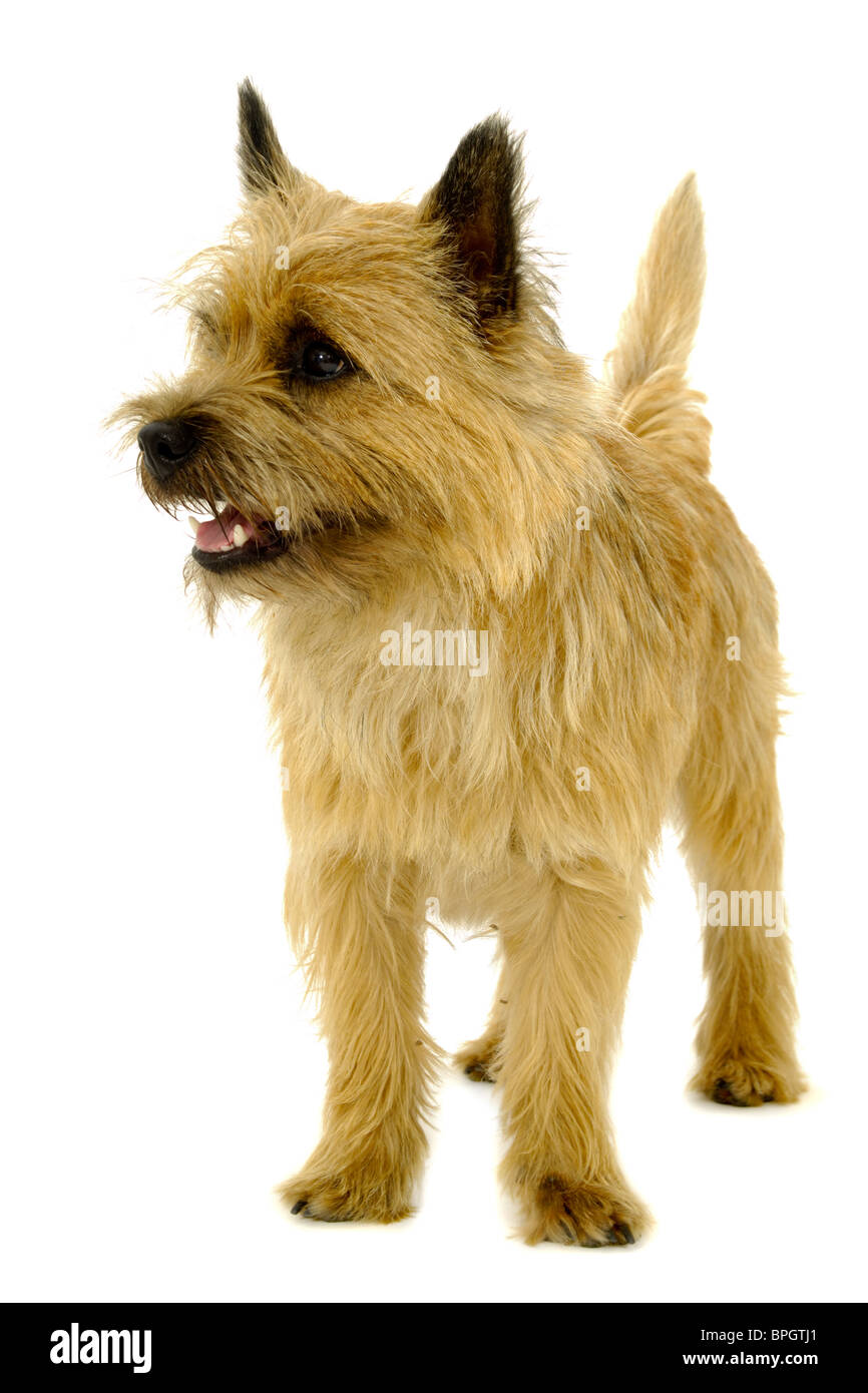 Happy dog is standing on a white background. The breed of the dog is a Cairn Terrier. Stock Photo