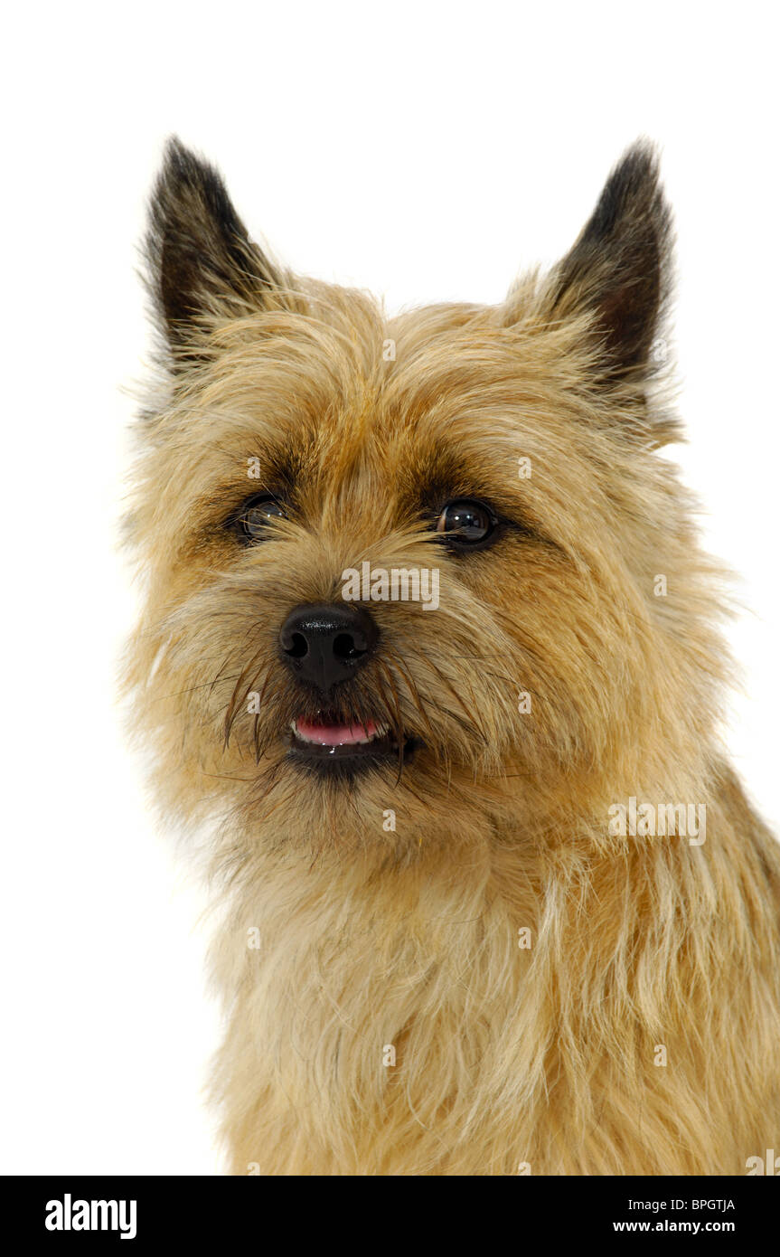 Face of sweet dog, taken on a white background. The breed of the dog is a Cairn Terrier. Stock Photo