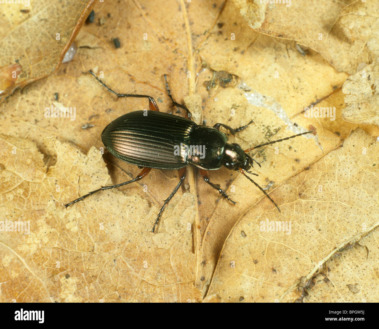 Predatory ground beetle (Poecilus cupreus) Stock Photo