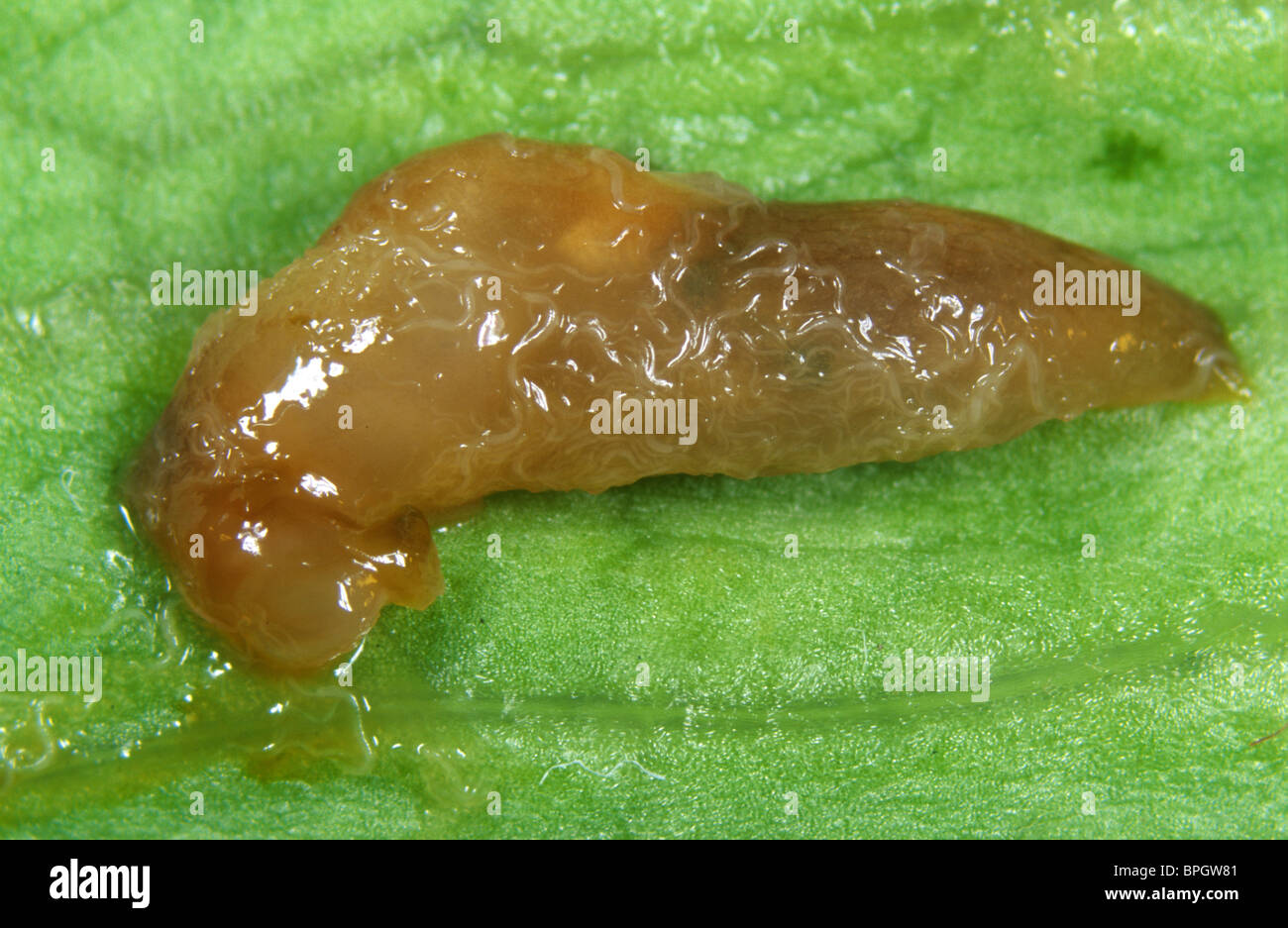 Free-living nematodes, Phasmarhabditis hermaphrodita, on dead slug killed by biological control agent Stock Photo