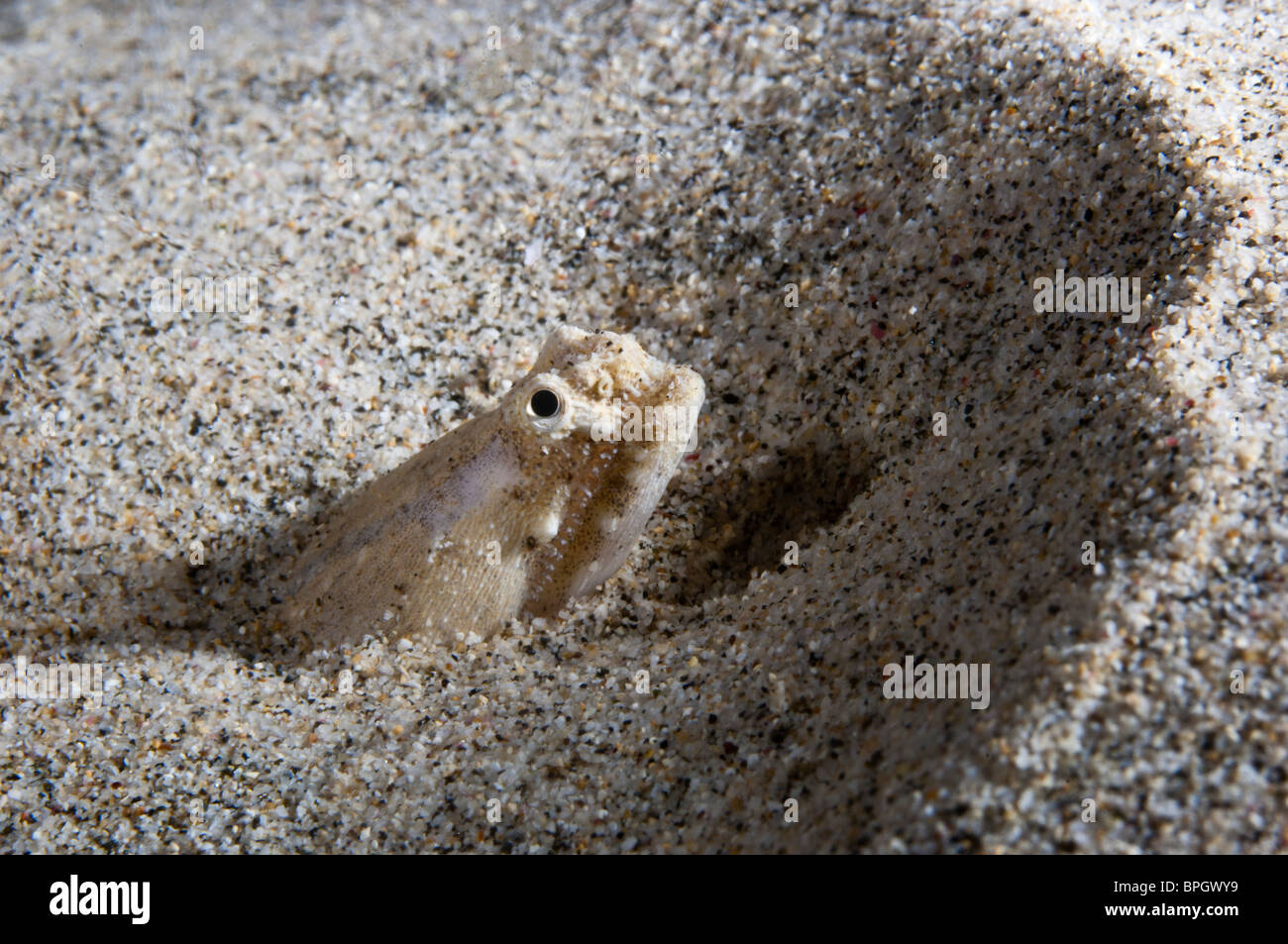 Crocodile Snake eel Brachysomophis crocodilinus Stock Photo - Alamy