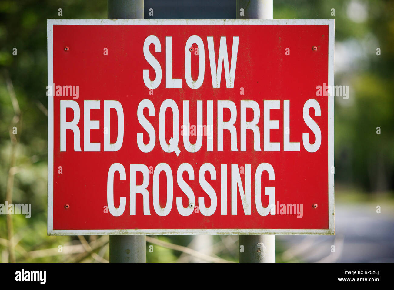 "Slow red squirrels crossing" road sign in the countryside Stock Photo