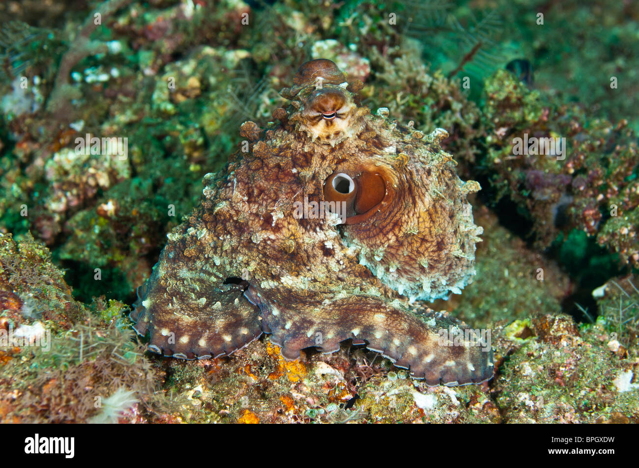 Octopus Camouflage Checkerboard