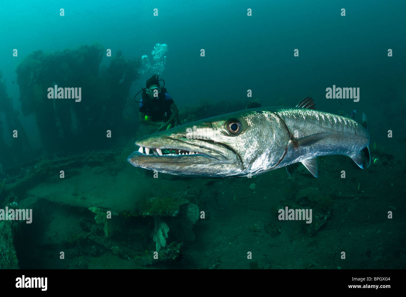 Great barracuda with a diver on the Liberty Wreck at Tulamben, Bali ...