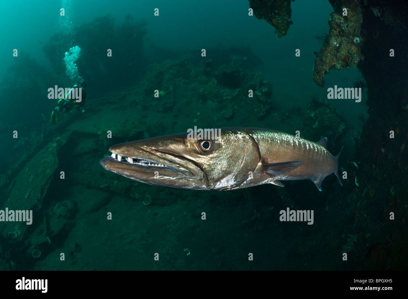 Great barracuda with a diver on the Liberty Wreck at Tulamben, Bali, Indonesia. Stock Photo