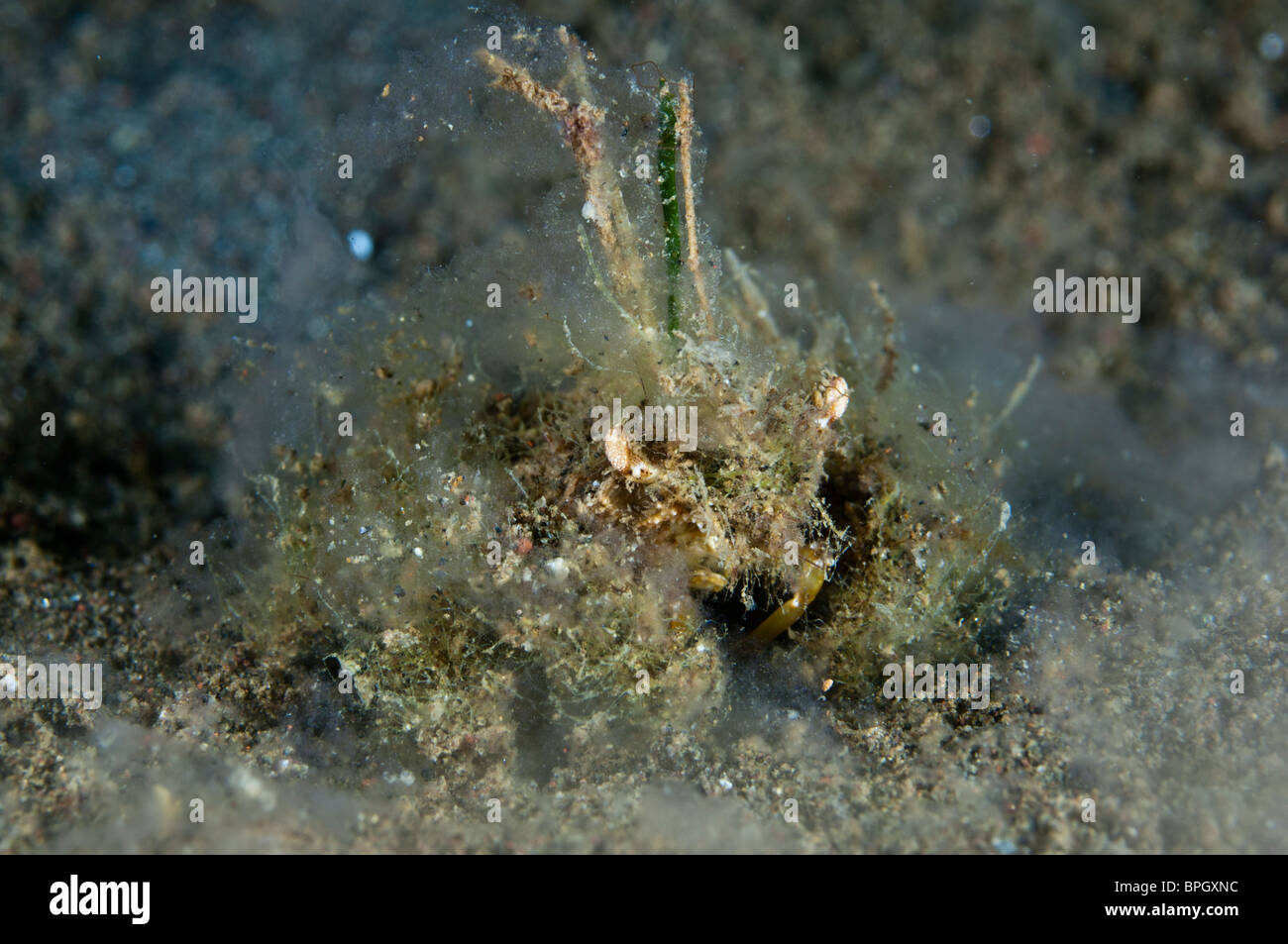 Loxorhynchus crispatus Moss crab, masking crab, decorator crab