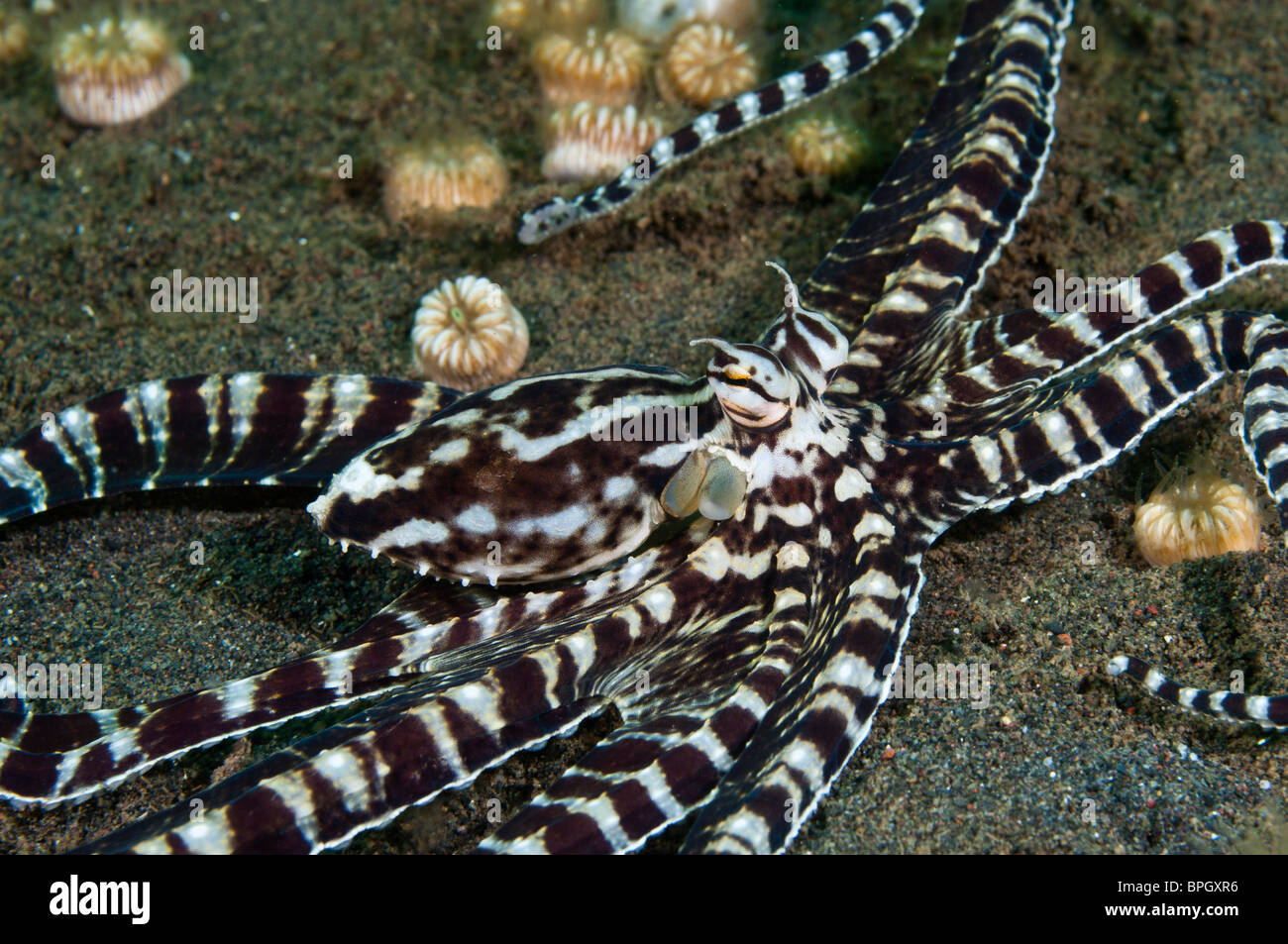 mimic octopus mimic octopus