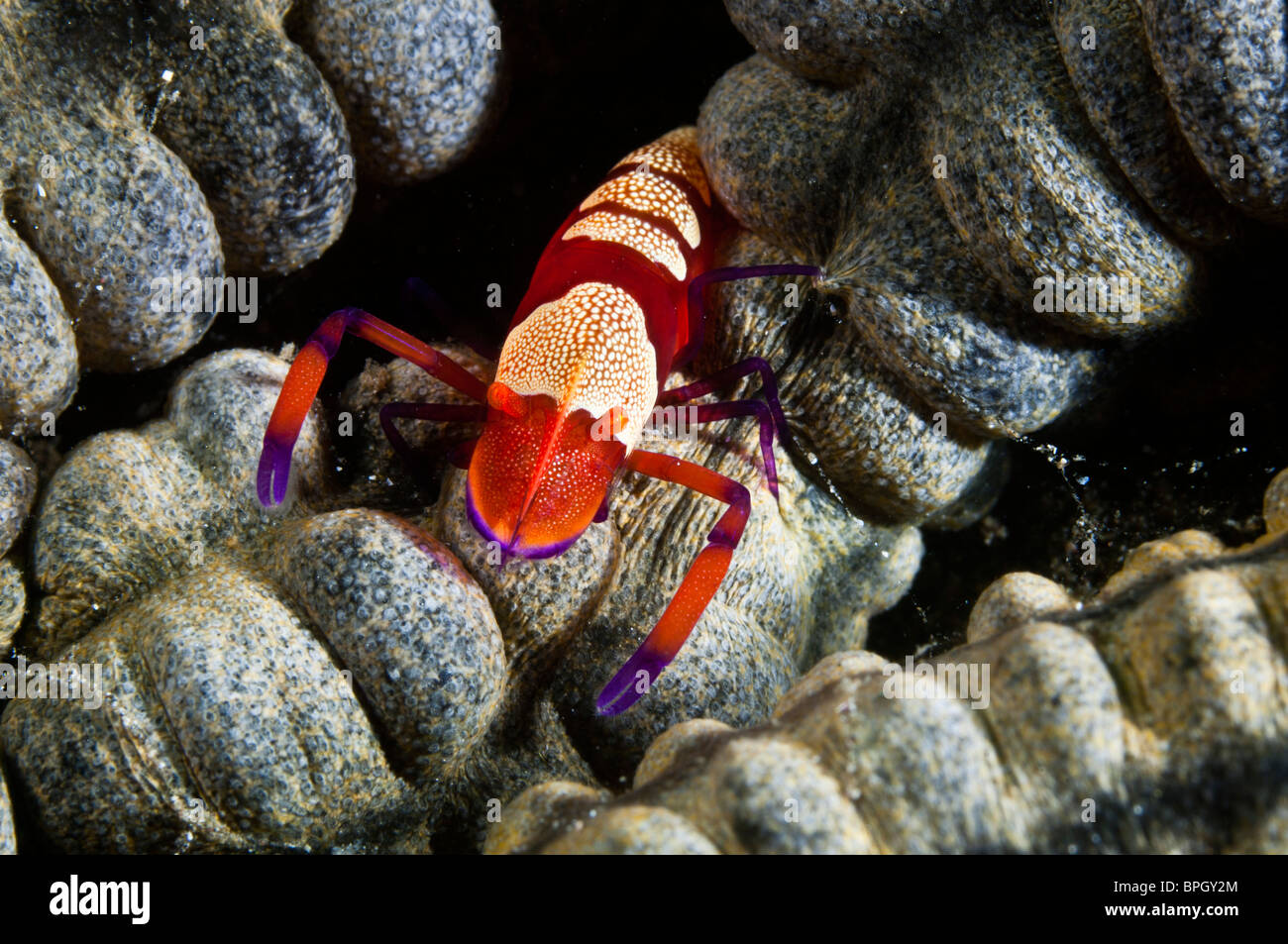Imperial shrimp on a sea cucumber, Gilimanuk, Bali, Indonesia Stock