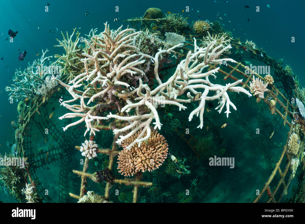 Healthy hard corals growing on a Biorock reef restoration structure, Pemuteran, Bali, Indonesia. Stock Photo