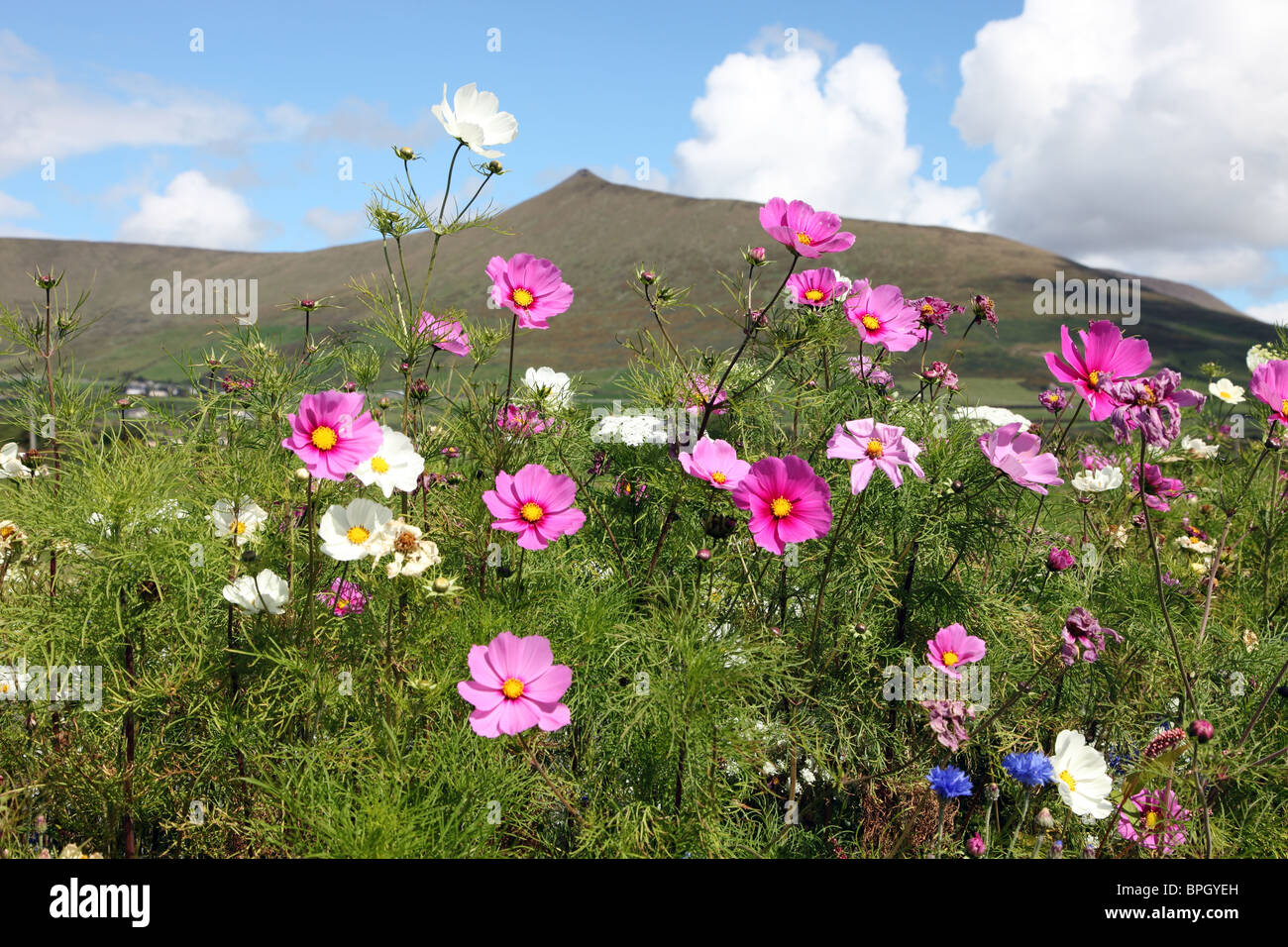 Irish wildflowers hires stock photography and images Alamy