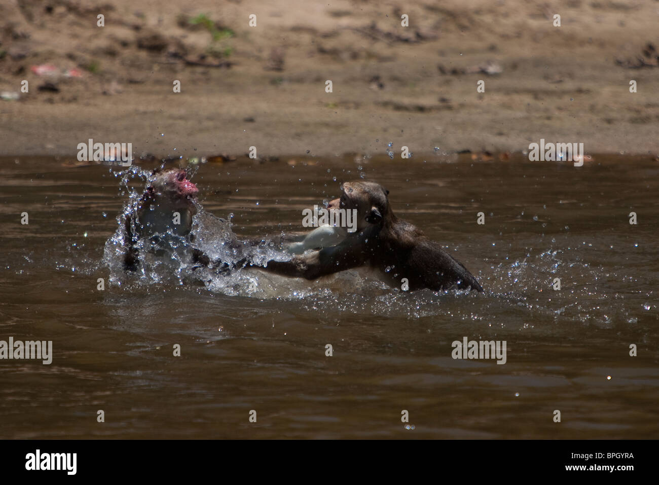 Toque Macaque, Macaca sinica sinica, Ceylon-Hutaffe playing in a river Yala National Park Sri Lanka wild Stock Photo