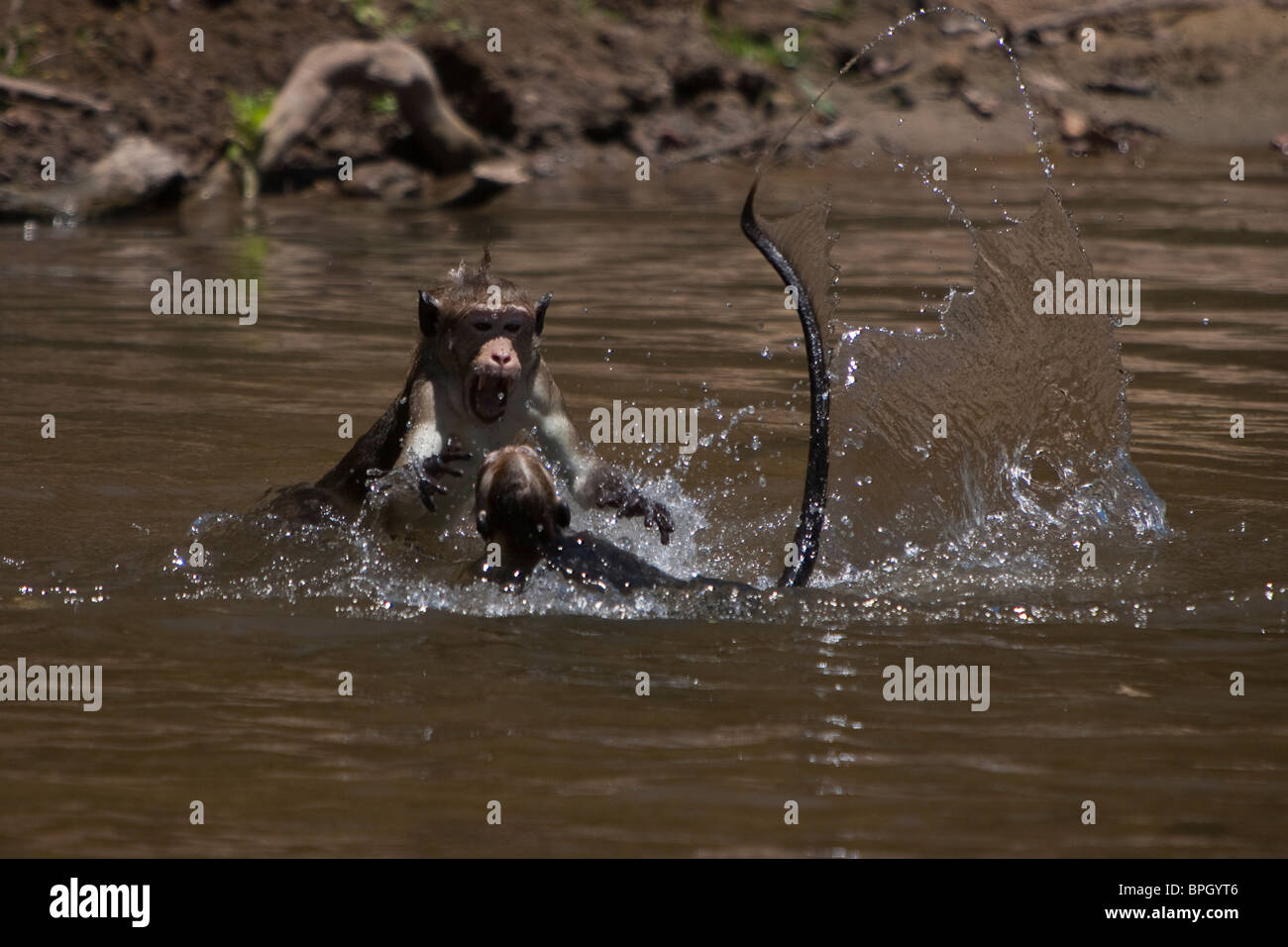 Toque Macaque, Macaca sinica sinica, Ceylon-Hutaffe playing in a river Yala National Park Sri Lanka wild Stock Photo