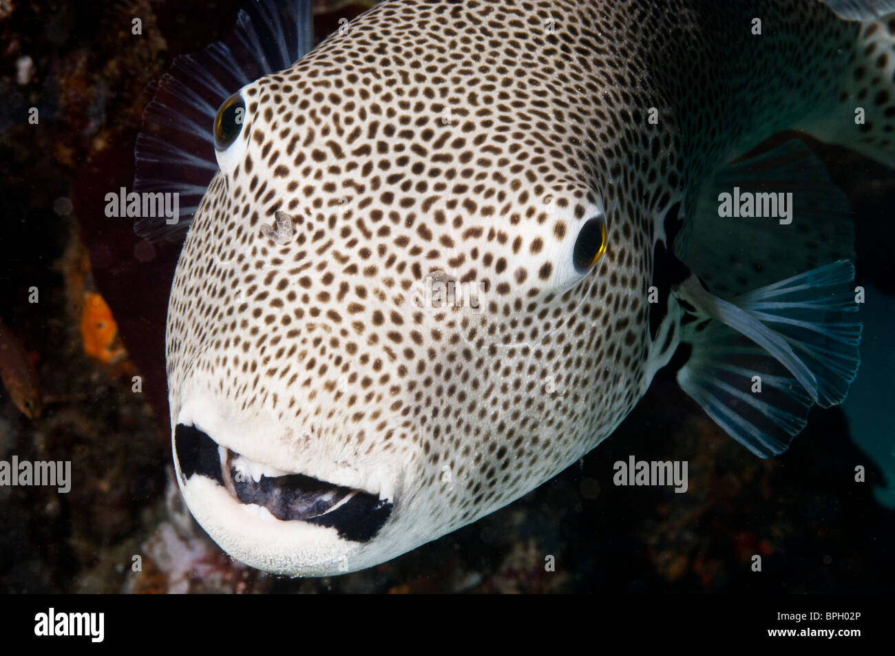 Starry pufferfish, Gili Trawangan, Lombok, Indonesia. Stock Photo