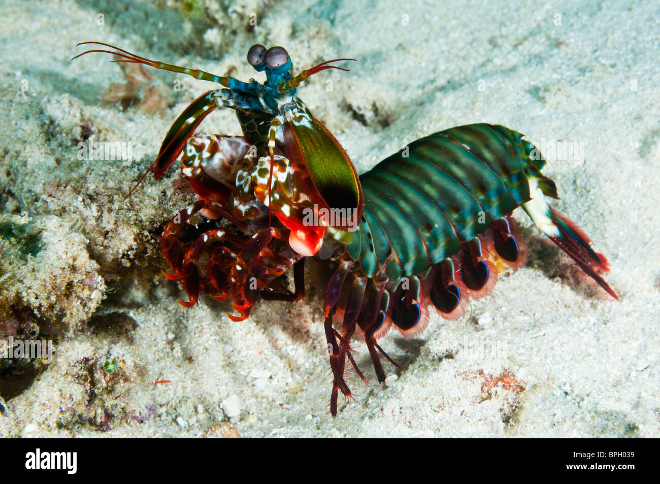 Peacock mantis shrimp, Gili Trawangan, Lombok, Indonesia. Stock Photo